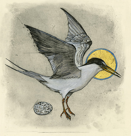 Olivia Lomenech Gill | Little Tern